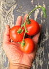 Tomato, 'Matina'