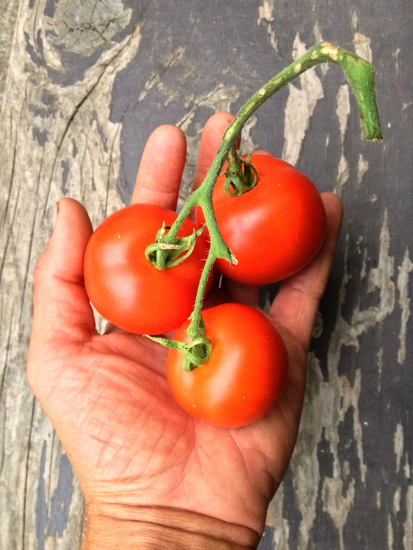 Tomato, 'Matina'