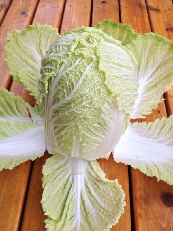 Napa/Chinese Cabbage, 'Matsushima #2'
