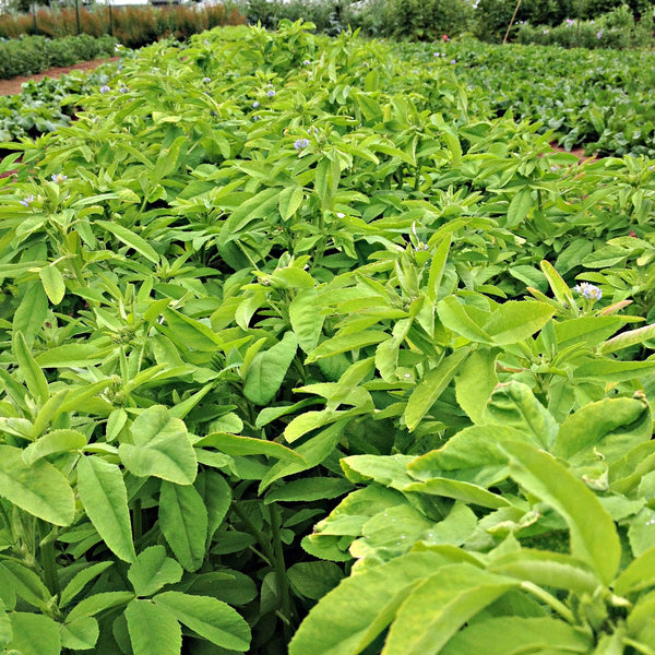 Trigonella, 'Blue Fenugreek'