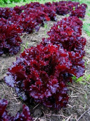 Lettuce, 'Merlot'