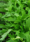 Asian Greens, 'Early Mizuna'