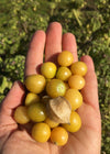 Ground Cherry 'Aunt Molly's'
