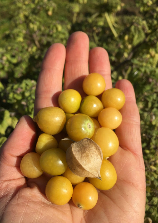 Ground Cherry 'Aunt Molly's'