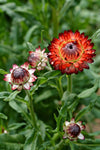 Strawflower, 'Monstrosum Fireball'