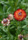 Strawflower, 'Monstrosum Fireball'