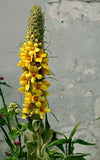 Common Mullein