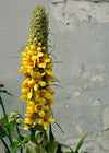 Common Mullein