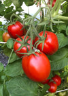 Tomato, 'Northern Ruby'