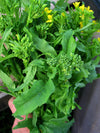 Cima di Rapa, 'Novantina'