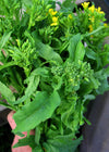 Cima di Rapa, 'Novantina'