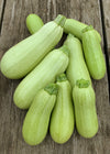 Summer Squash, 'Odesa'