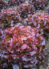 Lettuce, 'Oscarde'