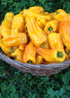 Sweet Pepper, 'Petit Marseillais'