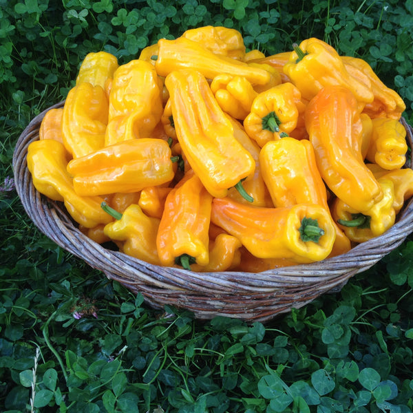Sweet Pepper, 'Petit Marseillais'