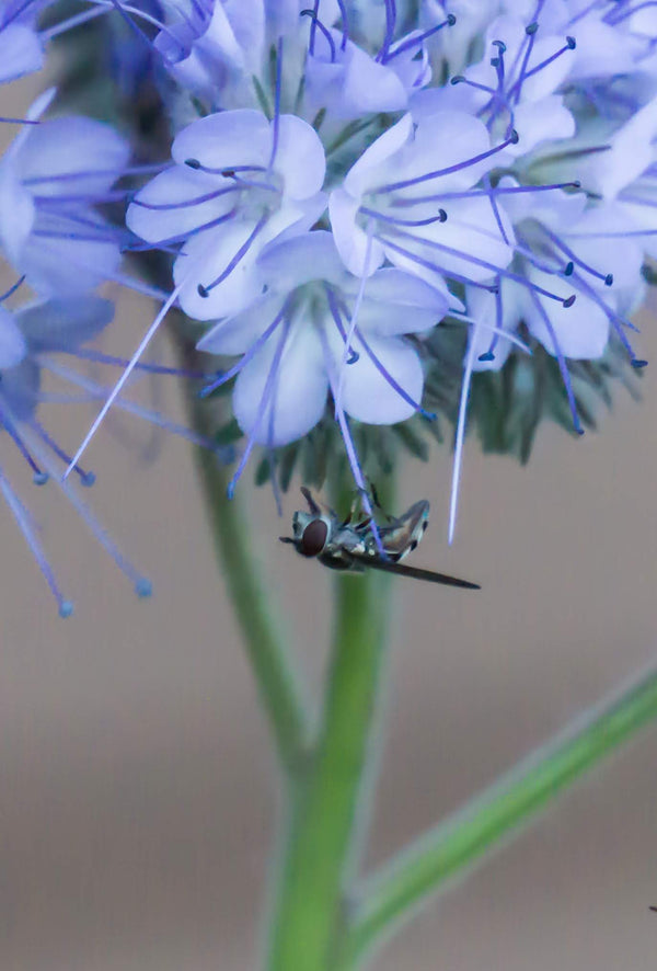 Phacelia, 'Bee's Friend'