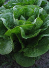 Lettuce, 'Parris Island Cos'
