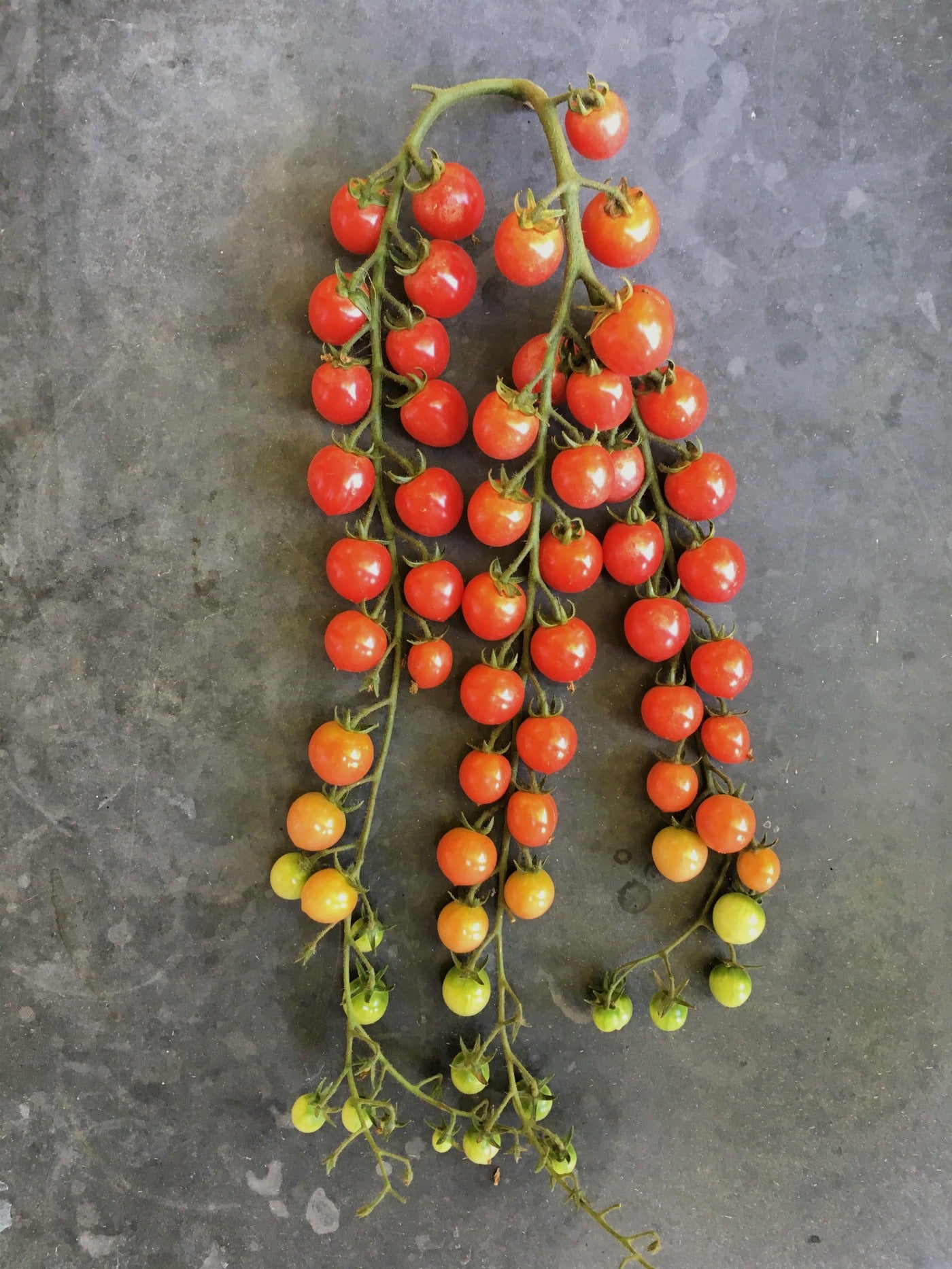 Tomato, 'Pinky'