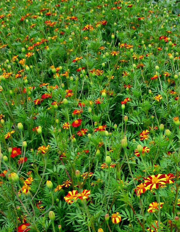 Marigold, 'Pinwheel'