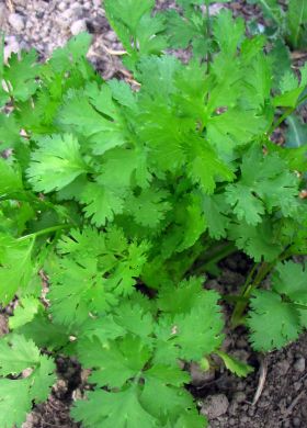 Cilantro, 'Pokey Joe'
