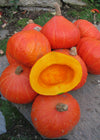 Winter Squash, 'Potimarron'