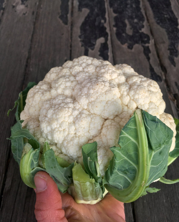 Cauliflower, 'Prestige'