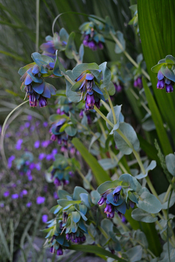 Cerinthe, 'Pride of Gibraltar'