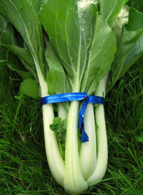 Bok Choi, 'Prize Choi'