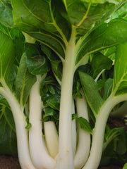 Load image into Gallery viewer, Bok Choi, 'Prize Choi'