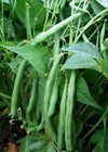 Bean, Bush Snap, 'Provider'