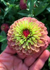 Zinnia, 'Queen Red Lime'