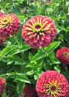 Zinnia, 'Queen Red Lime'