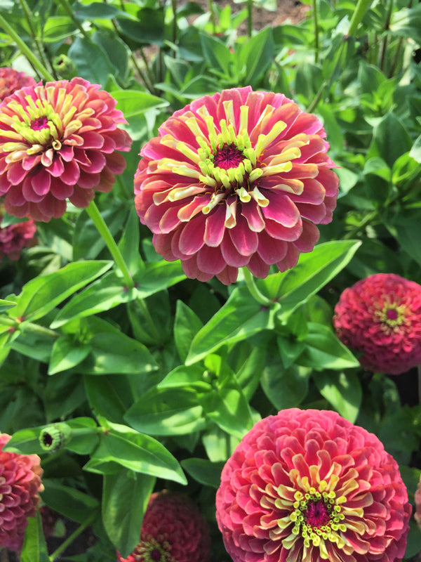 Zinnia, 'Queen Red Lime'