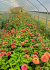 Zinnia, 'Queen Red Lime'