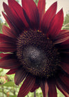 Sunflower, 'Reds'