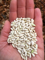 Load image into Gallery viewer, Bean, Bush Dry, 'Hungarian Rice Bean'