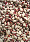 Bean, Bush Dry, 'Rockwell'