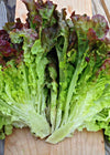 Lettuce, 'Royal Red'