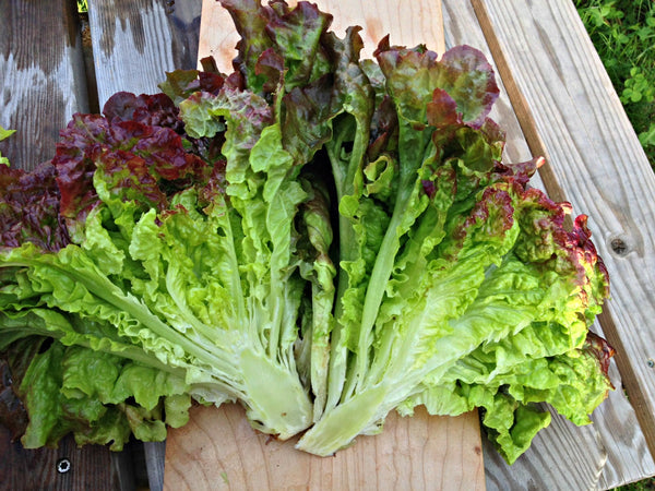 Lettuce, 'Royal Red'