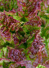 Lettuce, 'Royal Red'
