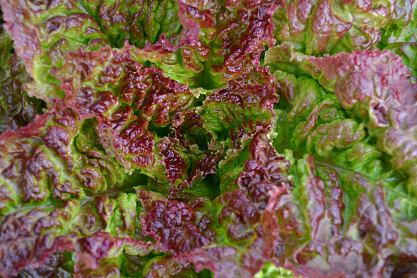 Lettuce, 'Royal Red'