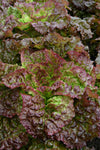 Lettuce, 'Royal Red'