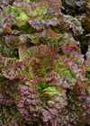 Lettuce, 'Royal Red'