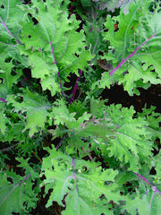 Kale, 'Red Russian'