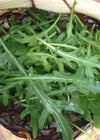 Arugula, 'Rucola'