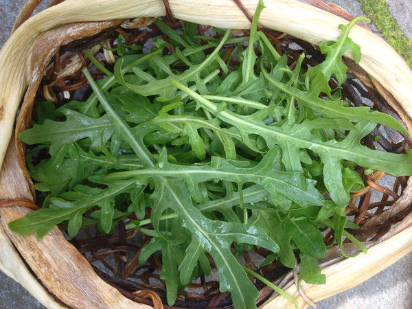 Arugula, 'Rucola'
