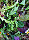 Uprising Mild Mesclun