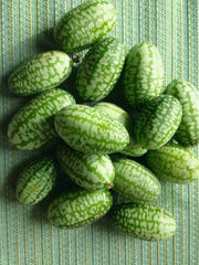 Cucumber (Mexican Sour Gherkin, Cucamelon), 'Sandita'