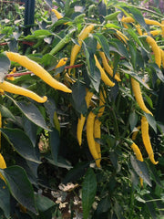 Load image into Gallery viewer, Hot Pepper, 'Sarit Gat'