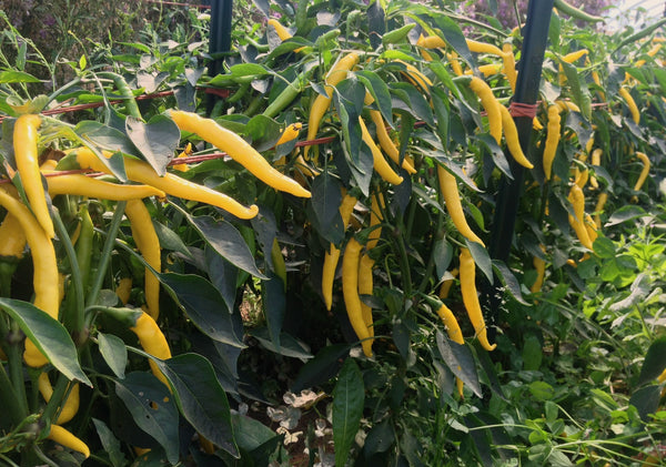 Hot Pepper, 'Sarit Gat'